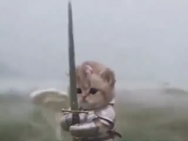 A tiny cat with heroic energy