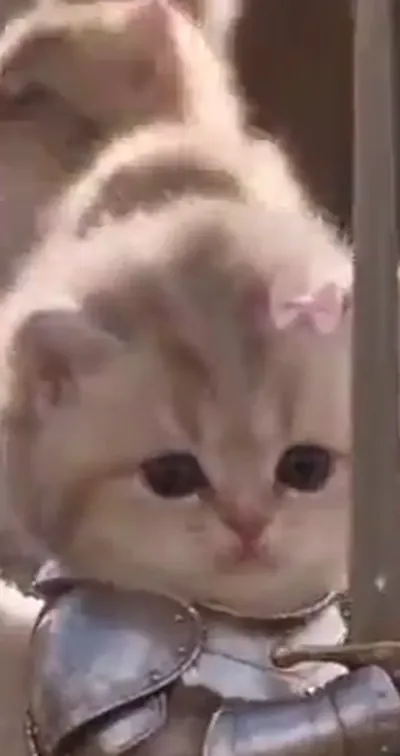 One calm face for the middle of the choir. — Face only