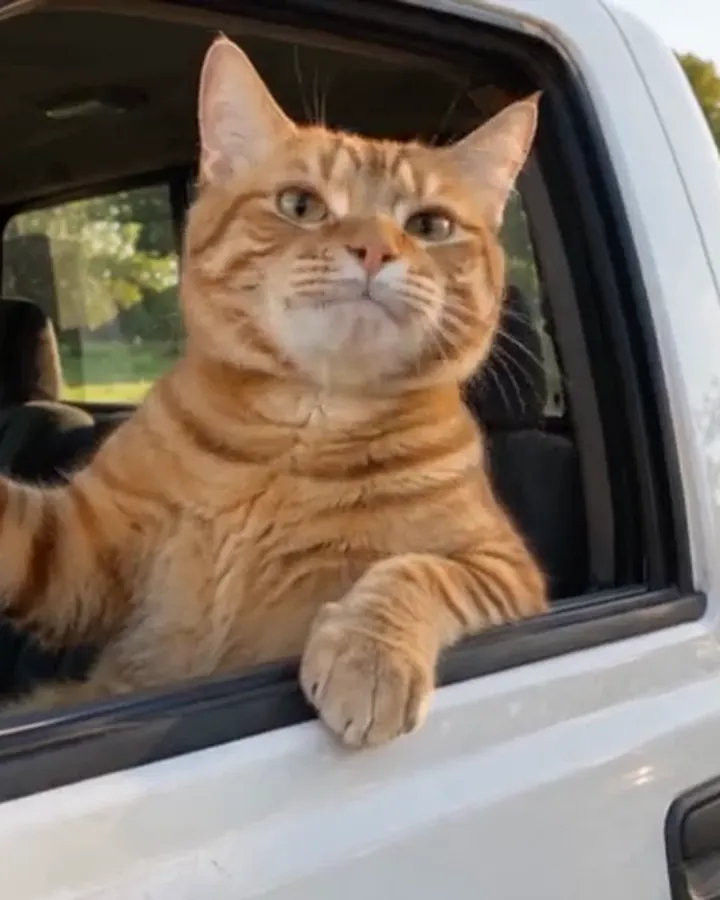 Hit the Road Dude AI Video Template