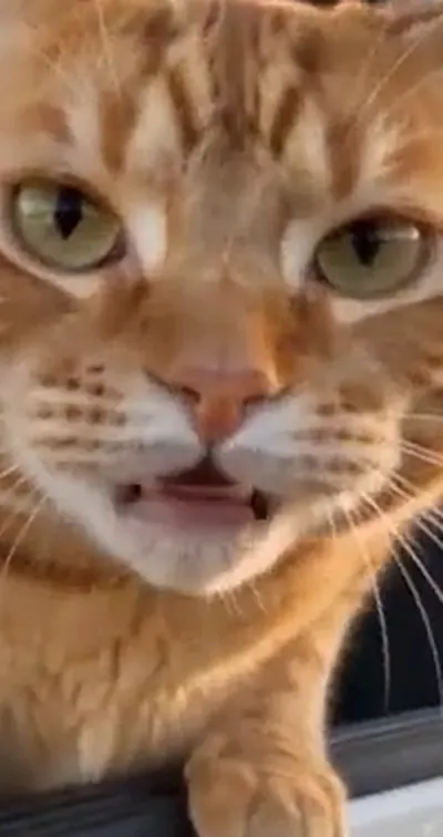 One driver: your dog, your cat or you. — Face only