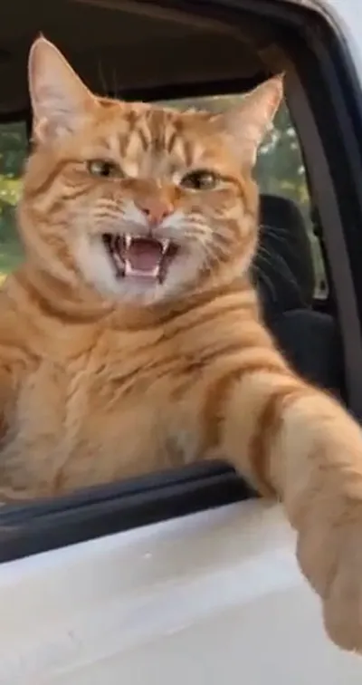 One driver: your dog, your cat or you. — Head and paws