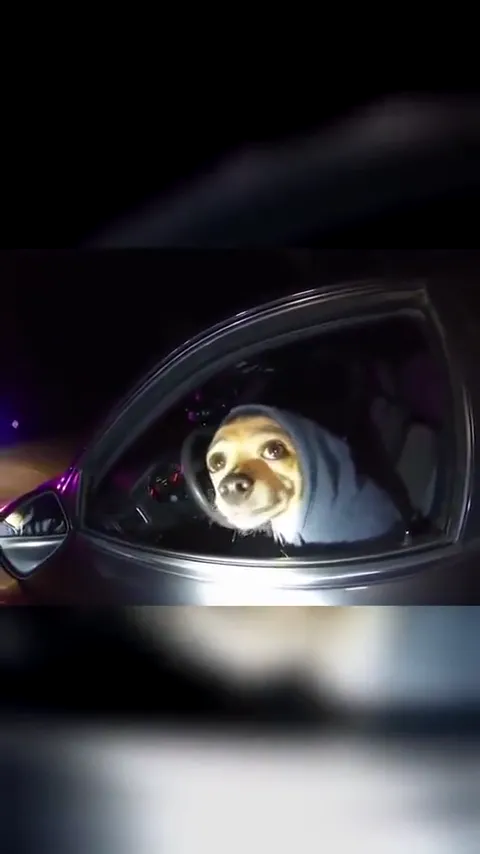 Give your pet the What Stop Sign stare