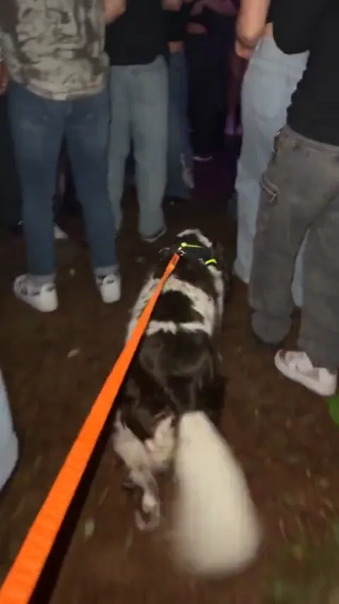 Nightclub pause